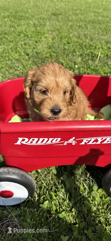 Golden Boy – Miniature Goldendoodle puppy for sale in Lebanon, IL