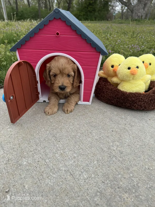 Golden Boy – Miniature Goldendoodle puppy for sale in Lebanon, IL
