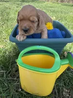 Golden Boy, a male Miniature Goldendoodle for sale in Lebanon, IL – Photo 3 of 4