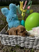 Golden Boy, a male Miniature Goldendoodle for sale in Lebanon, IL – Photo 2 of 4