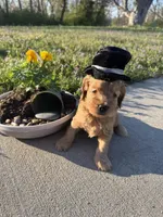 Golden Boy, a male Miniature Goldendoodle for sale in Lebanon, IL – Photo 1 of 4