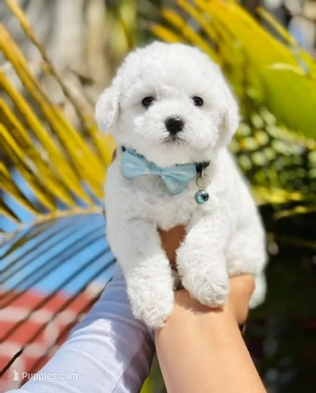Coco – Maltipoo, Maltese puppy for sale in Santa Fe Springs, CA
