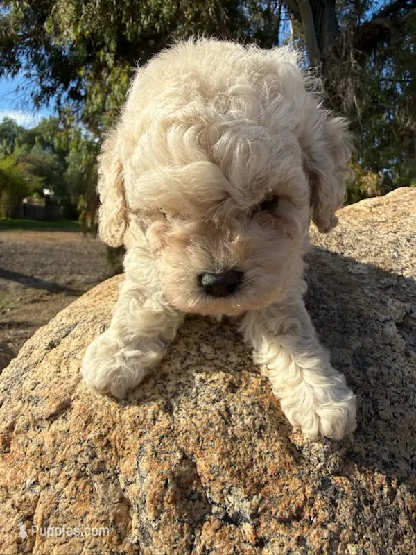 Mocha – Maltipoo, Poodle - Toy  puppy for sale in Santa Fe Springs, CA