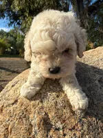 Mocha, a female Maltipoo and Poodle - Toy  for sale in Santa Fe Springs, CA – 1 of 1