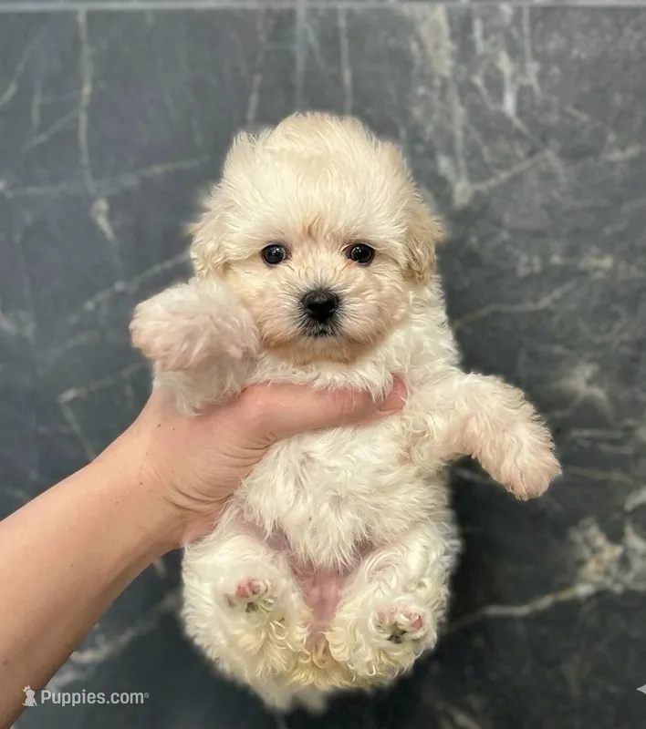 Mocha – Maltipoo, Poodle - Toy  puppy for sale in Santa Fe Springs, CA