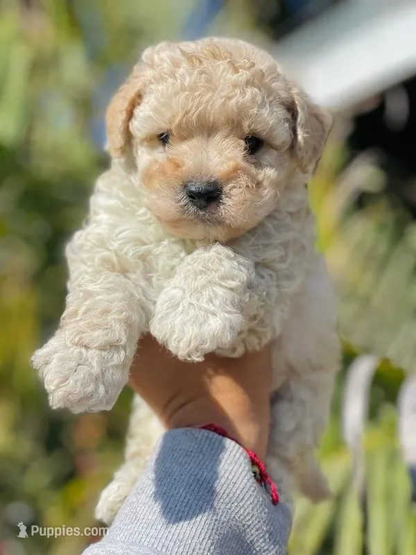 Ted – Maltipoo, Poodle - Toy  puppy for sale in Santa Fe Springs, CA