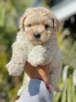 Ted, a female Maltipoo and Poodle - Toy  for sale in Santa Fe Springs, CA – 1 of 1