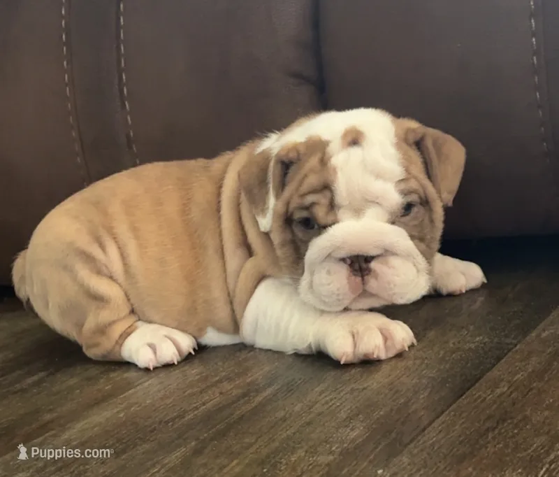 Jace – English Bulldog puppy for sale in Massillon, OH