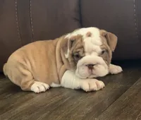 Jace, a male English Bulldog for sale in Massillon, OH – 1 of 4