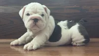 Jasper, a male English Bulldog for sale in Massillon, OH – 3 of 8