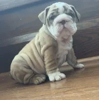 Joey, a male English Bulldog for sale in Massillon, OH – 3 of 5