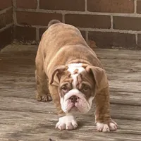 Joey, a male English Bulldog for sale in Massillon, OH – 3 of 6