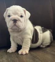 Jasper, a male English Bulldog for sale in Massillon, OH – 1 of 3
