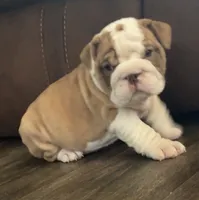 Jace, a male English Bulldog for sale in Massillon, OH – 2 of 4