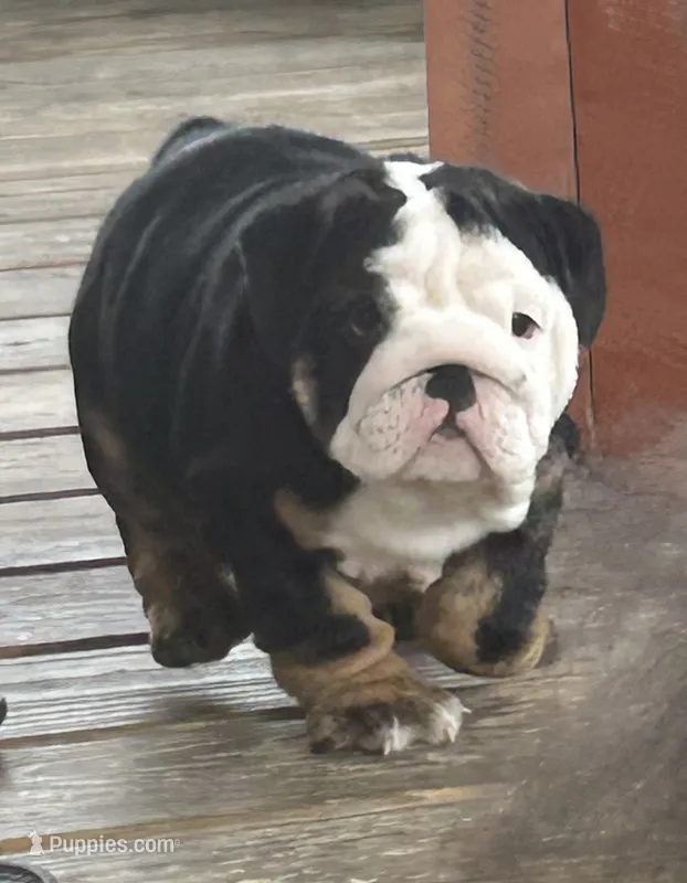 Jack – English Bulldog puppy for sale in Massillon, OH