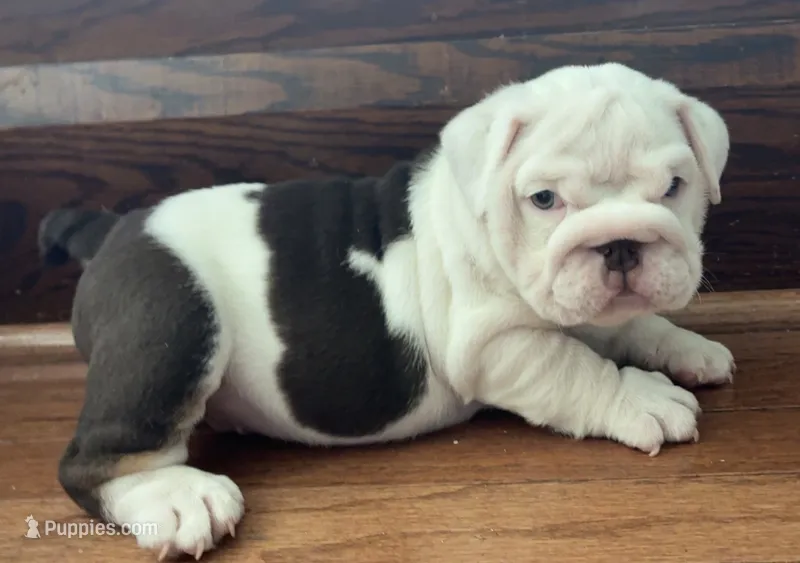 Jasper – English Bulldog puppy for sale in Massillon, OH