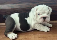 Jasper, a male English Bulldog for sale in Massillon, OH – 1 of 8