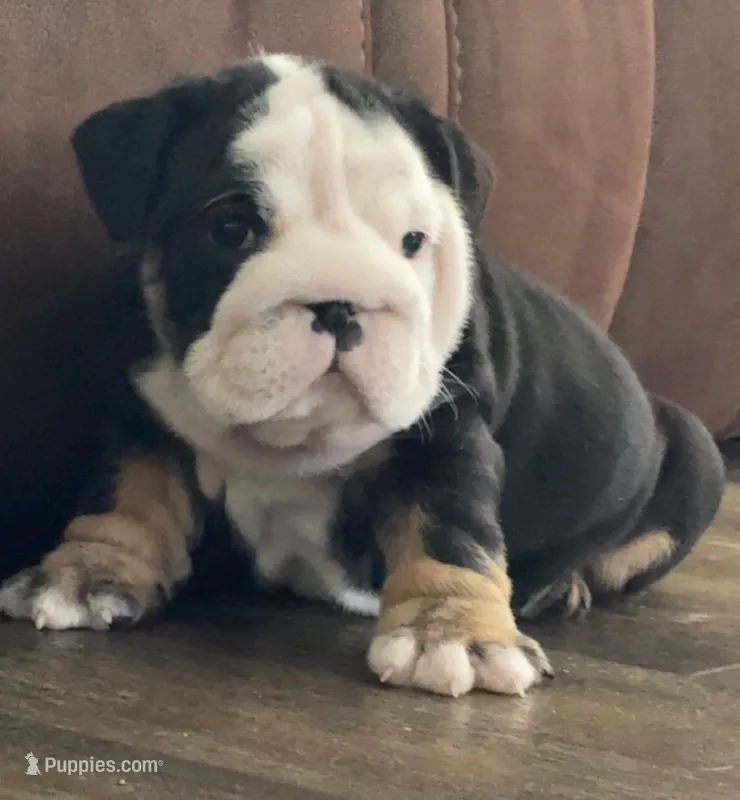 Jack – English Bulldog puppy for sale in Massillon, OH