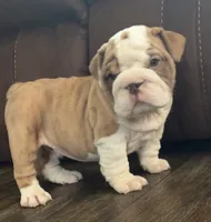 Jace, a male English Bulldog for sale in Massillon, OH – 3 of 4