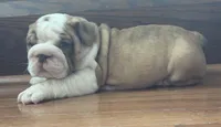 Jace, a male English Bulldog for sale in Massillon, OH – 3 of 7