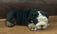 Jack, a male English Bulldog for sale in Massillon, OH – 3 of 8