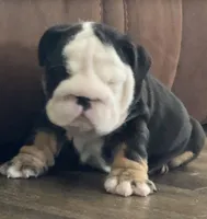 Jack, a male English Bulldog for sale in Massillon, OH – 4 of 4