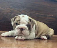 Jace, a male English Bulldog for sale in Massillon, OH – 4 of 7