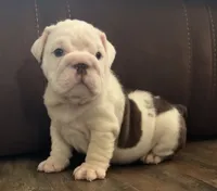 Jasper, a male English Bulldog for sale in Massillon, OH – 2 of 3