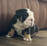 Jack, a male English Bulldog for sale in Massillon, OH – 2 of 4