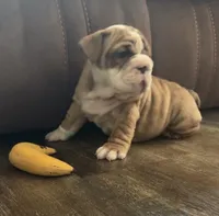 Joey, a male English Bulldog for sale in Massillon, OH – 2 of 4