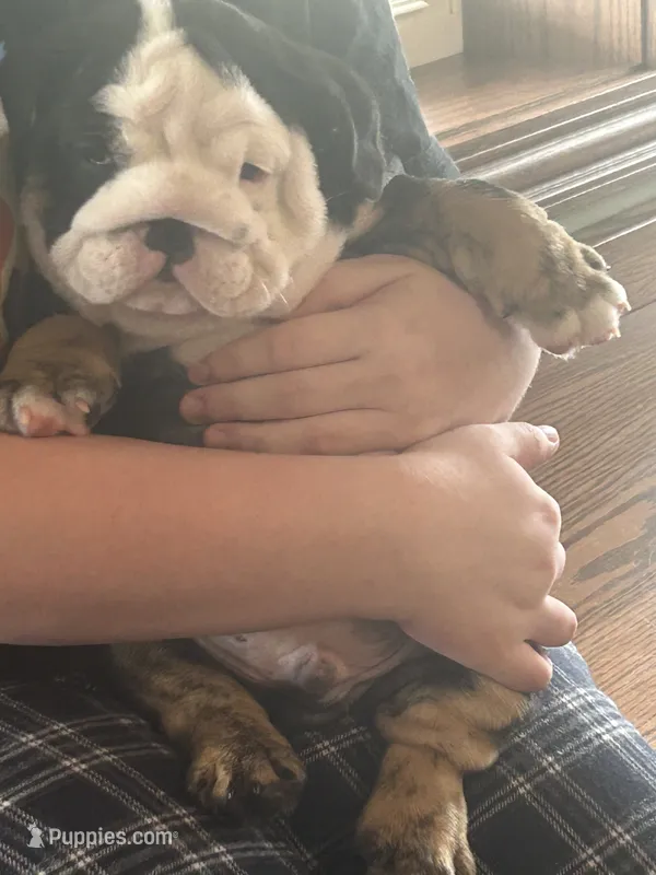 Jack – English Bulldog puppy for sale in Massillon, OH