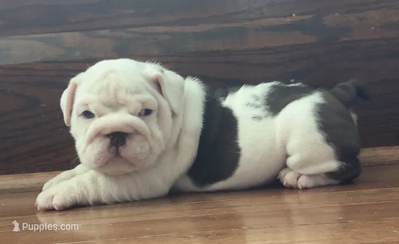 Jasper – English Bulldog puppy for sale in Massillon, OH