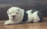 Jasper, a male English Bulldog for sale in Massillon, OH – 2 of 8