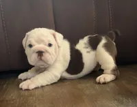 Jasper, a male English Bulldog for sale in Massillon, OH – 3 of 3