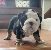 Jack, a male English Bulldog for sale in Massillon, OH – 2 of 8