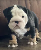 Jack, a male English Bulldog for sale in Massillon, OH – 7 of 8