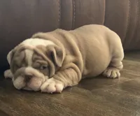 Jared, a male English Bulldog for sale in Massillon, OH – 3 of 4