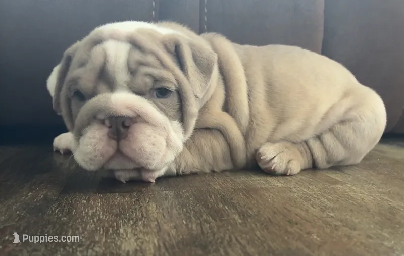 Jared – English Bulldog puppy for sale in Massillon, OH