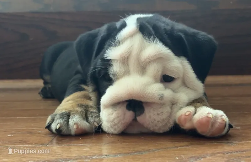 Jack – English Bulldog puppy for sale in Massillon, OH