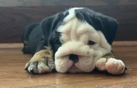 Jack, a male English Bulldog for sale in Massillon, OH – 1 of 8
