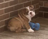 Joey, a male English Bulldog for sale in Massillon, OH – 2 of 6