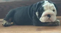 Jack, a male English Bulldog for sale in Massillon, OH – 5 of 8
