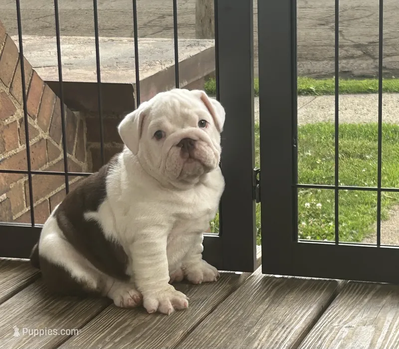 Jasper – English Bulldog puppy for sale in Massillon, OH