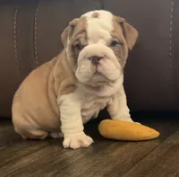 Jace, a male English Bulldog for sale in Massillon, OH – 4 of 4