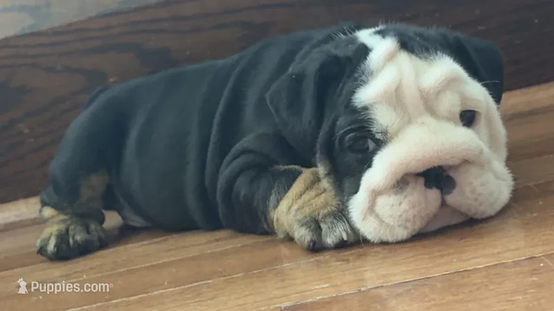 Jack – English Bulldog puppy for sale in Massillon, OH