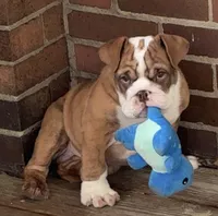 Joey, a male English Bulldog for sale in Massillon, OH – 4 of 6