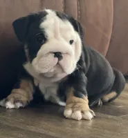 Jack, a male English Bulldog for sale in Massillon, OH – 8 of 8