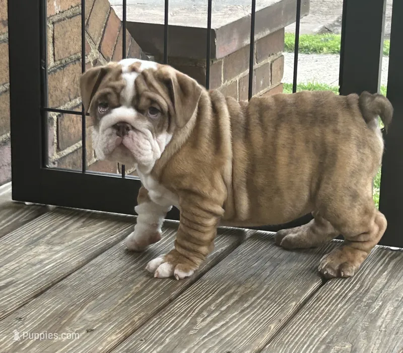 Joey – English Bulldog puppy for sale in Massillon, OH