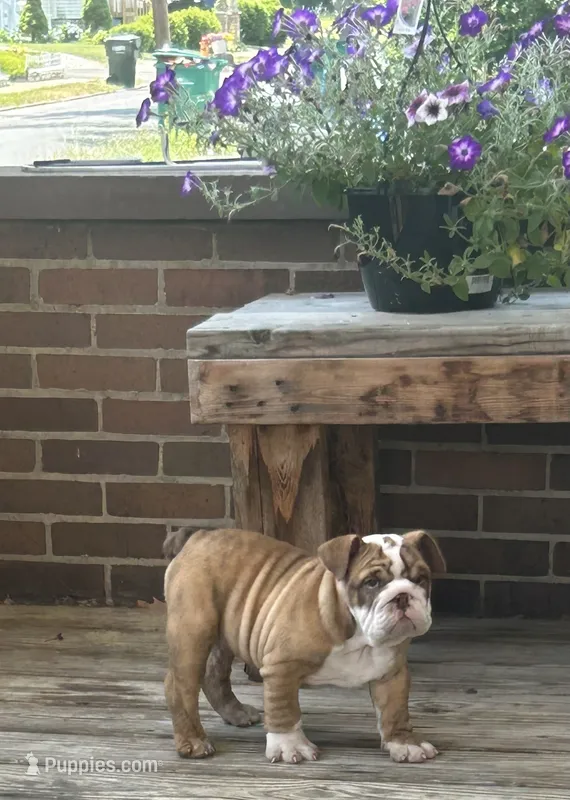 Joey – English Bulldog puppy for sale in Massillon, OH