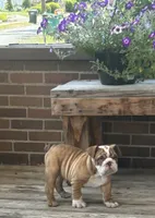 Joey, a male English Bulldog for sale in Massillon, OH – 6 of 6